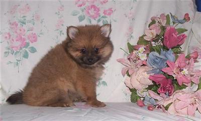 Puppies in NE